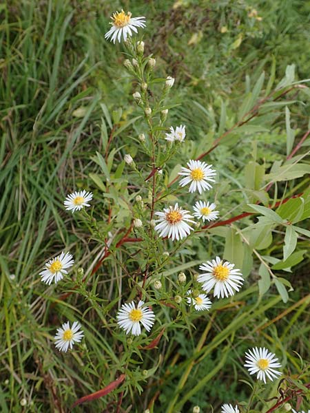 Symphyotrichum lanceolatum \ Lanzett-Herbst-Aster / Narrow-Leaved Michaelmas Daisy, White Panicle Aster, D Mannheim-Kirschgartshausen 4.10.2017