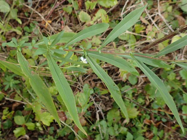 Symphyotrichum lanceolatum \ Lanzett-Herbst-Aster / Narrow-Leaved Michaelmas Daisy, White Panicle Aster, D Mannheim Rei&szlig;-Insel 6.10.2017