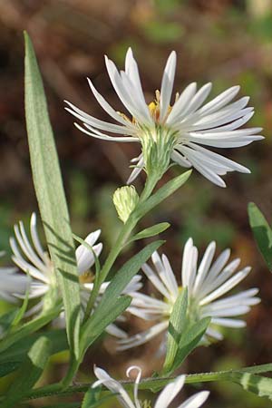 Symphyotrichum lanceolatum \ Lanzett-Herbst-Aster / Narrow-Leaved Michaelmas Daisy, White Panicle Aster, D Mannheim Rei&szlig;-Insel 6.10.2017