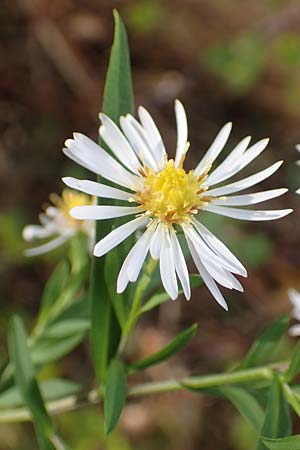 Symphyotrichum lanceolatum \ Lanzett-Herbst-Aster / Narrow-Leaved Michaelmas Daisy, White Panicle Aster, D Mannheim Rei&szlig;-Insel 6.10.2017
