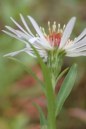Symphyotrichum lanceolatum \ Lanzett-Herbst-Aster / Narrow-Leaved Michaelmas Daisy, White Panicle Aster, D Mannheim Rei&szlig;-Insel 6.10.2017