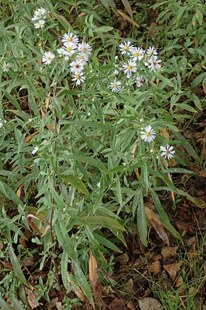 Symphyotrichum lanceolatum \ Lanzett-Herbst-Aster / Narrow-Leaved Michaelmas Daisy, White Panicle Aster, D Mannheim Rei&szlig;-Insel 6.10.2017