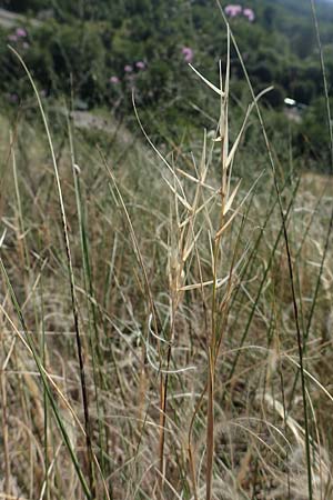 Stipa eriocaulis subsp. eriocaulis \ Zierliches Federgras / Downy Feather-Grass, D Istein 25.6.2018