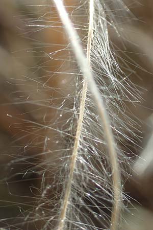 Stipa eriocaulis subsp. eriocaulis \ Zierliches Federgras / Downy Feather-Grass, D Istein 25.6.2018