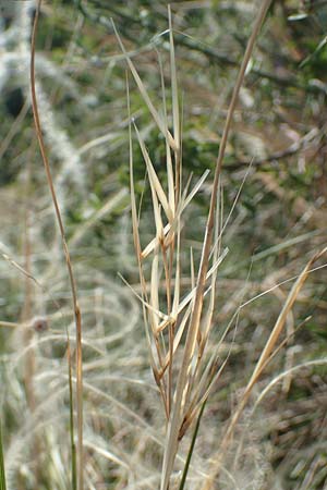 Stipa eriocaulis subsp. eriocaulis \ Zierliches Federgras / Downy Feather-Grass, D Istein 25.6.2018