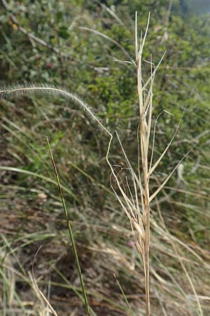 Stipa eriocaulis subsp. eriocaulis \ Zierliches Federgras / Downy Feather-Grass, D Istein 25.6.2018