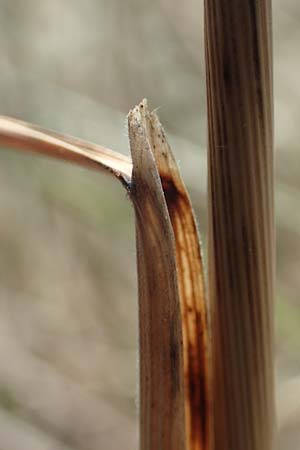 Stipa eriocaulis subsp. eriocaulis \ Zierliches Federgras / Downy Feather-Grass, D Istein 25.6.2018