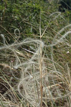 Stipa eriocaulis subsp. eriocaulis \ Zierliches Federgras / Downy Feather-Grass, D Istein 25.6.2018