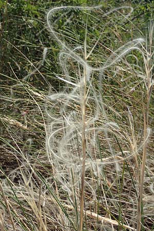 Stipa eriocaulis subsp. eriocaulis \ Zierliches Federgras / Downy Feather-Grass, D Istein 25.6.2018