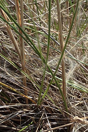 Stipa eriocaulis subsp. eriocaulis \ Zierliches Federgras / Downy Feather-Grass, D Istein 25.6.2018