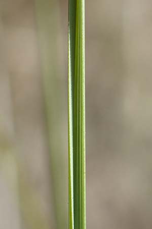 Stipa eriocaulis subsp. eriocaulis \ Zierliches Federgras / Downy Feather-Grass, D Istein 25.6.2018