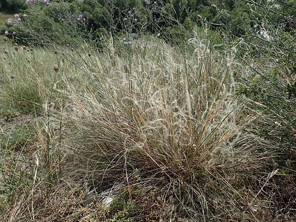 Stipa eriocaulis subsp. eriocaulis \ Zierliches Federgras / Downy Feather-Grass, D Istein 25.6.2018