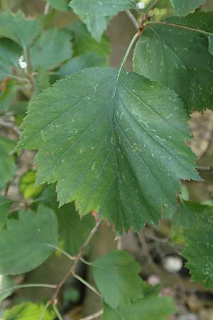 Sorbus latifolia s.l. \ Breitbl&auml;ttrige Mehlbeere / Broad-Leaved European Mountain-Ash, D K&ouml;ln-Z&uuml;ndorf 22.8.2018