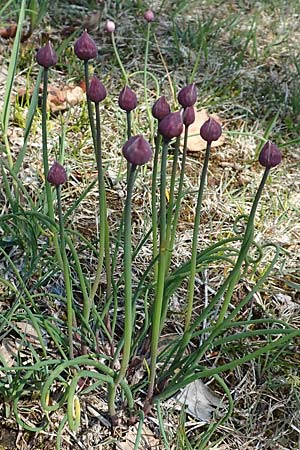 Allium schoenoprasum \ Schnitt-Lauch / Chives, D Konstanz 1.5.2019