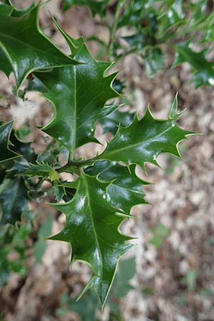 Ilex aquifolium \ Stechpalme / Holly, D Steinfurt 13.6.2019