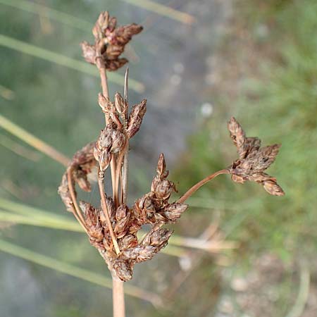 Schoenoplectus lacustris \ Gew�hnliche Teichsimse, Gr�ne Seebinse / Common Club-Rush, D Rheinstetten-Silberstreifen 14.8.2019