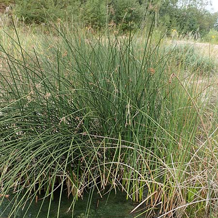 Schoenoplectus lacustris \ Gew�hnliche Teichsimse, Gr�ne Seebinse / Common Club-Rush, D Rheinstetten-Silberstreifen 14.8.2019