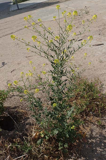 Sisymbrium loeselii \ Loesels Rauke / False London Rocket, D Mannheim 10.5.2020