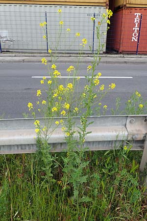 Sisymbrium loeselii, Loesels Rauke Sisymbrium loeselii, Loesels Rauke