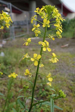 Sisymbrium loeselii \ Loesels Rauke / False London Rocket, D Ludwigshafen 27.5.2021