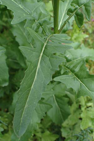 Sisymbrium loeselii \ Loesels Rauke / False London Rocket, D Ludwigshafen 27.5.2021