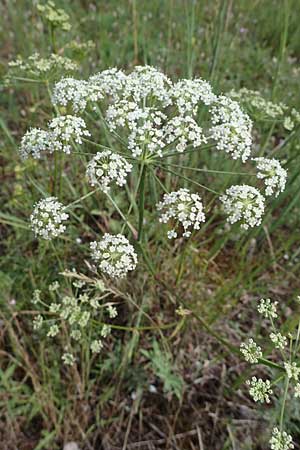 Seseli libanotis \ Heilwurz / Moon Carrot, D Mannheim 10.7.2021