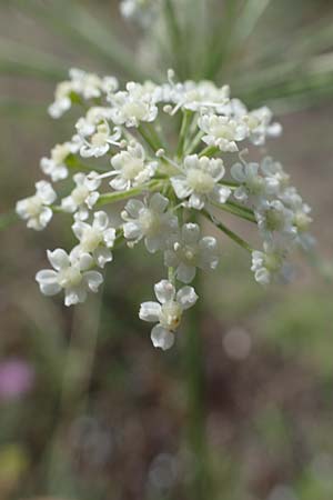 Seseli libanotis \ Heilwurz / Moon Carrot, D Mannheim 10.7.2021