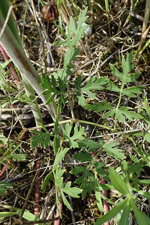 Seseli libanotis \ Heilwurz / Moon Carrot, D Mannheim 10.7.2021