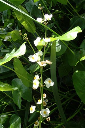 Sagittaria latifolia \ Breitbl&auml;ttriges Pfeilkraut, Ver&auml;nderliches Pfeilkraut / Broadleaf Arrowhead, D Elmpt 6.9.2021