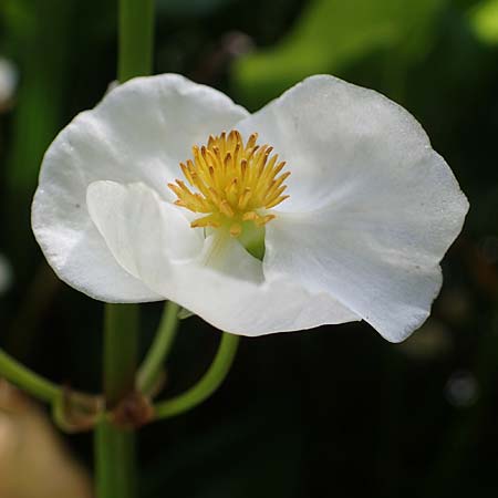 Sagittaria latifolia \ Breitbl&auml;ttriges Pfeilkraut, Ver&auml;nderliches Pfeilkraut / Broadleaf Arrowhead, D Elmpt 6.9.2021