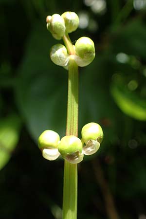 Sagittaria latifolia \ Breitbl&auml;ttriges Pfeilkraut, Ver&auml;nderliches Pfeilkraut / Broadleaf Arrowhead, D Elmpt 6.9.2021