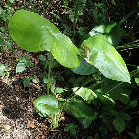 Sagittaria latifolia \ Breitbl&auml;ttriges Pfeilkraut, Ver&auml;nderliches Pfeilkraut / Broadleaf Arrowhead, D Elmpt 6.9.2021
