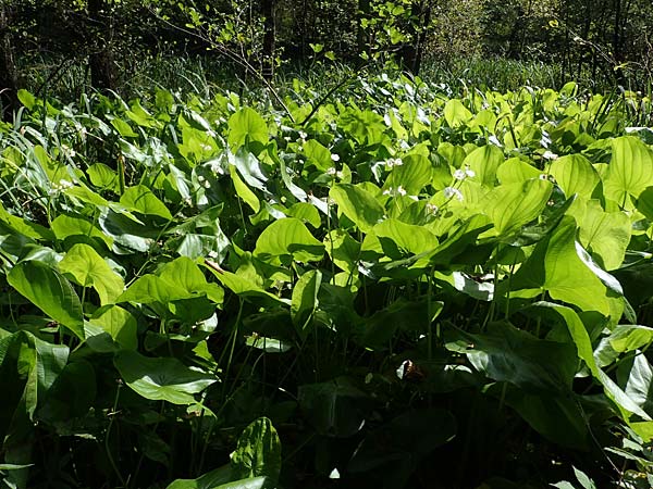 Sagittaria latifolia \ Breitbl&auml;ttriges Pfeilkraut, Ver&auml;nderliches Pfeilkraut / Broadleaf Arrowhead, D Elmpt 6.9.2021