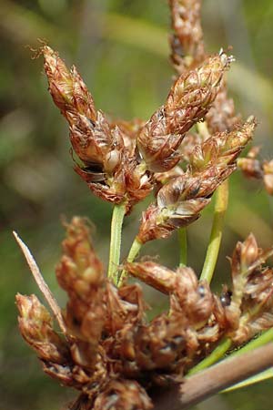 Schoenoplectus lacustris \ Gew�hnliche Teichsimse, Gr�ne Seebinse / Common Club-Rush, D Rheinstetten-Silberstreifen 23.7.2022