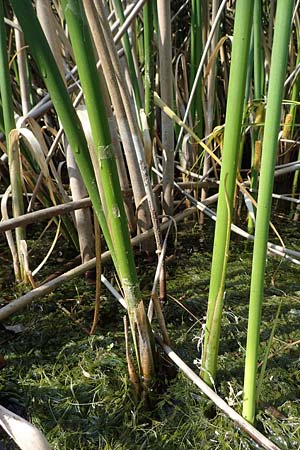 Schoenoplectus lacustris \ Gew�hnliche Teichsimse, Gr�ne Seebinse / Common Club-Rush, D Rheinstetten-Silberstreifen 23.7.2022