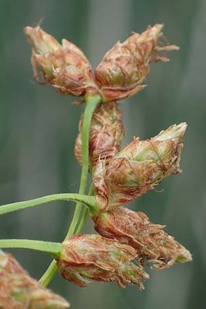 Schoenoplectus lacustris \ Gew�hnliche Teichsimse, Gr�ne Seebinse / Common Club-Rush, D R&ouml;merberg 23.7.2022