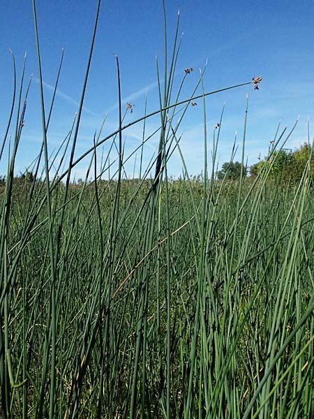 Schoenoplectus lacustris \ Gew�hnliche Teichsimse, Gr�ne Seebinse / Common Club-Rush, D Rheinstetten-Silberstreifen 19.9.2025