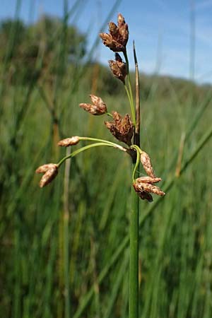 Schoenoplectus lacustris \ Gew�hnliche Teichsimse, Gr�ne Seebinse / Common Club-Rush, D Rheinstetten-Silberstreifen 19.9.2025