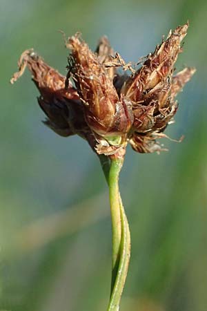 Schoenoplectus lacustris \ Gew�hnliche Teichsimse, Gr�ne Seebinse / Common Club-Rush, D Rheinstetten-Silberstreifen 19.9.2025
