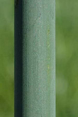 Schoenoplectus lacustris \ Gew�hnliche Teichsimse, Gr�ne Seebinse / Common Club-Rush, D Rheinstetten-Silberstreifen 19.9.2025