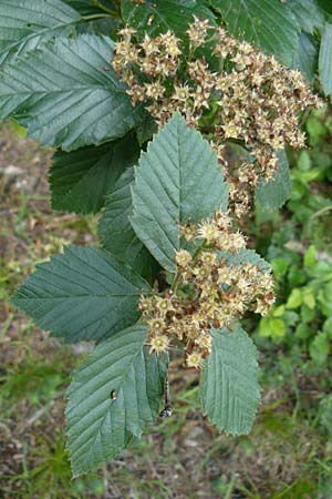 Sorbus meyeri \ Meyers Mehlbeere / Meyer's Whitebeam, D K&uuml;lsheim 4.6.2016
