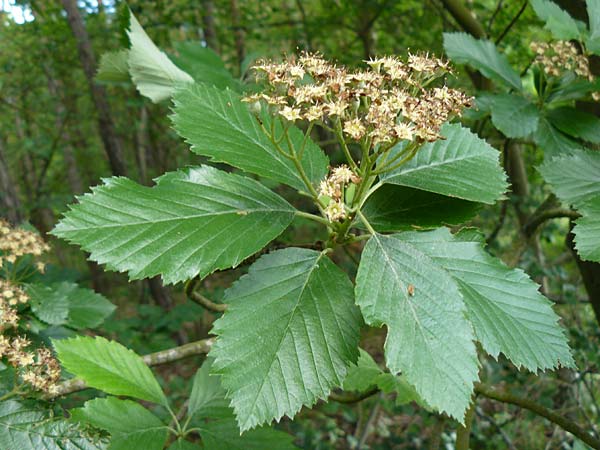 Sorbus meyeri \ Meyers Mehlbeere / Meyer's Whitebeam, D K&uuml;lsheim 4.6.2016