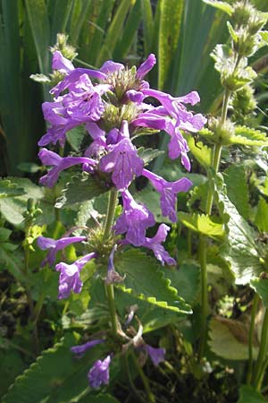 Betonica grandiflora \ Gro�bl�tige Betonie / Big Sage, D  23.6.2012