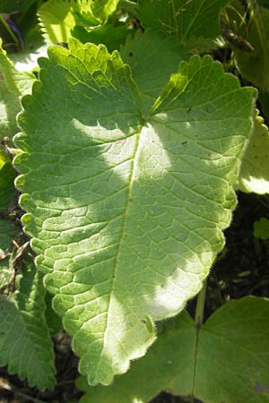 Betonica grandiflora \ Gro�bl�tige Betonie / Big Sage, D  23.6.2012