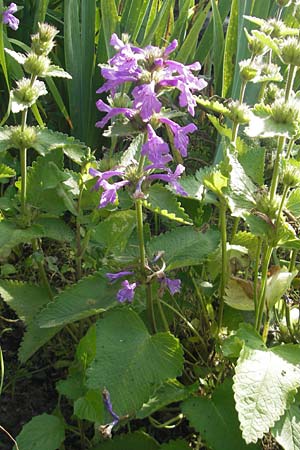 Betonica grandiflora \ Gro�bl�tige Betonie / Big Sage, D  23.6.2012