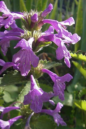 Betonica grandiflora \ Gro�bl�tige Betonie / Big Sage, D  23.6.2012