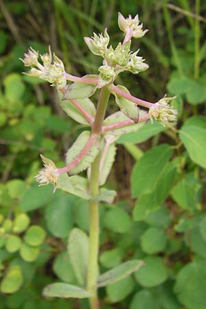 Hylotelephium jullianum ? \ Quirlbl�ttrige Waldfetthenne / Whorled Witch's Moneybags, D Erlenbach am Main 16.7.2016