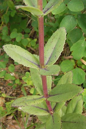 Hylotelephium jullianum ? \ Quirlbl�ttrige Waldfetthenne / Whorled Witch's Moneybags, D Erlenbach am Main 16.7.2016