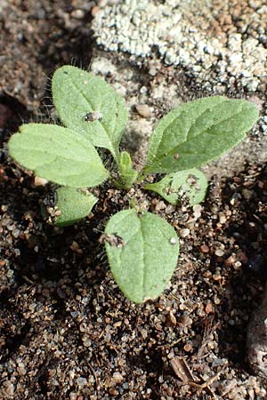 Sideritis montana \ Berg-Gliedkraut / Mountain Ironwort, D Mannheim 20.9.2015
