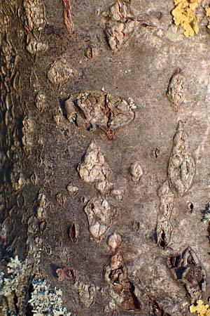 Sorbus intermedia \ Schwedische Mehlbeere, Bastard-Mehlbeere / Swedish Whitebeam, D Reilingen 24.9.2015